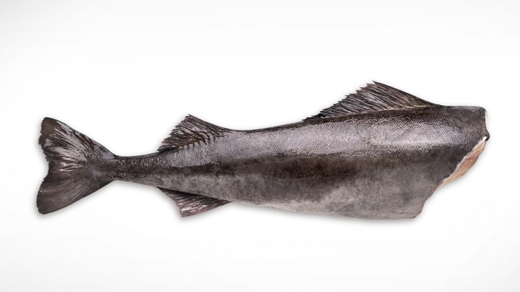 black cod headless and guts removed on white background