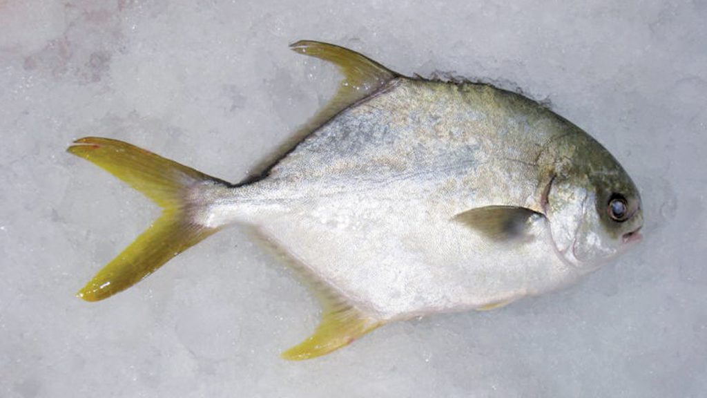golden pomfret whole round on ice