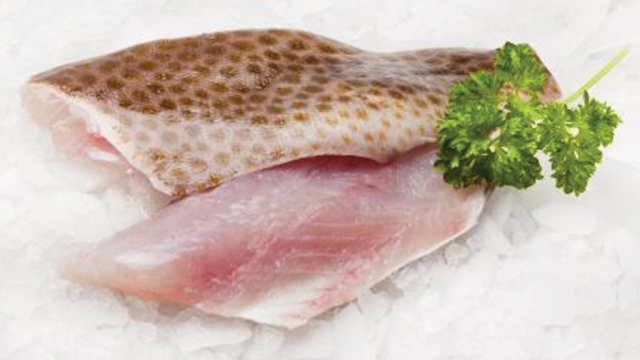 Grouper Fillet