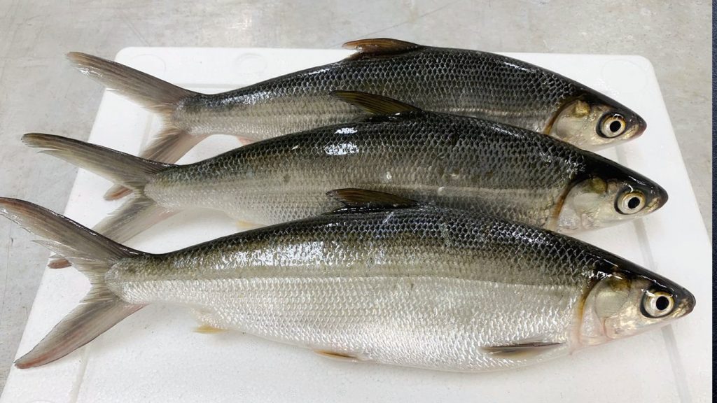 milkfish whole round