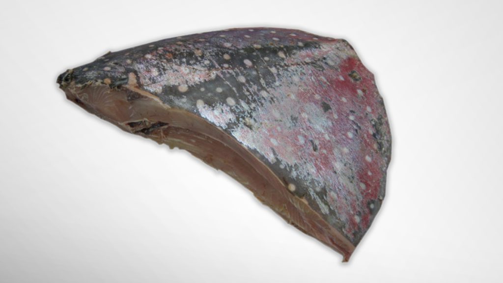 moonfish headless and guts removed on white background