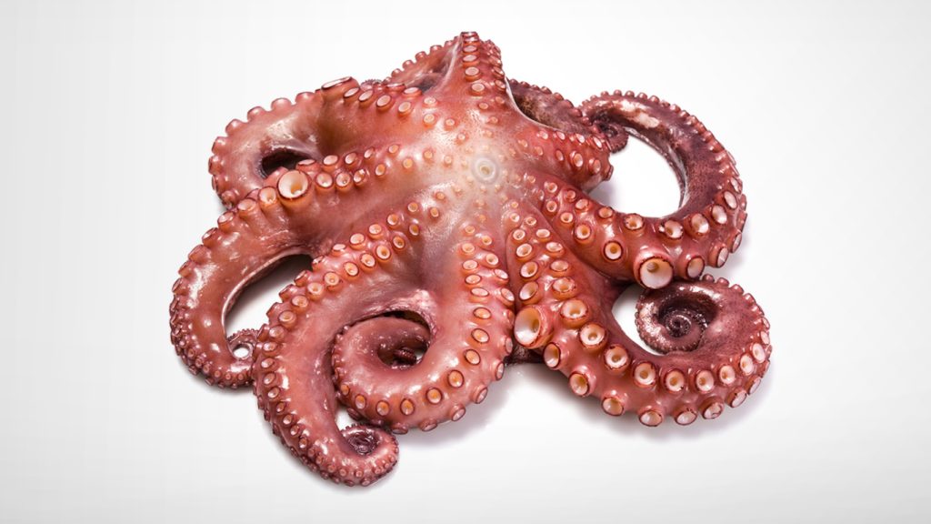 octopus flower on white background