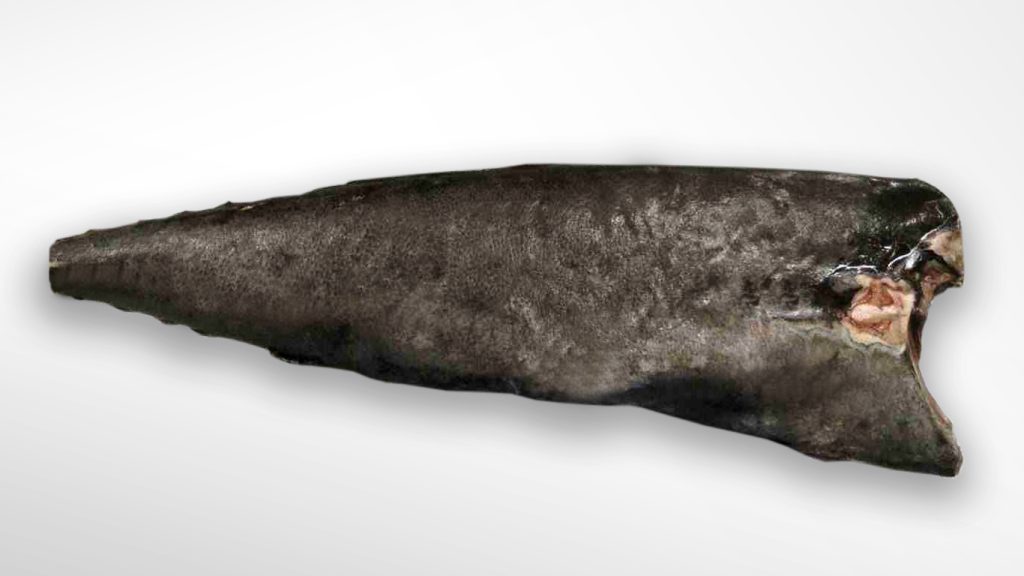 oilfish headless and guts removed on white background