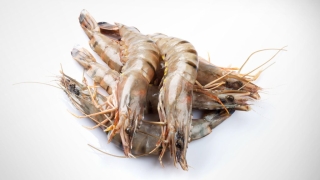 Shrimps Exporter Fish International Sourcing House