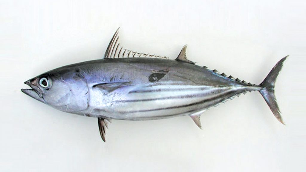 skipjack whole round on white background