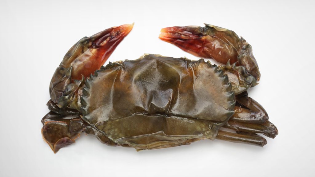 soft shell crab on white background