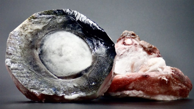 Yellowfin Tuna Eye