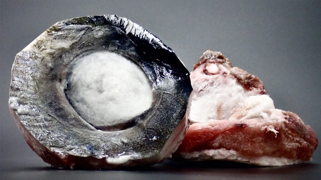 yellowfin tuna eye