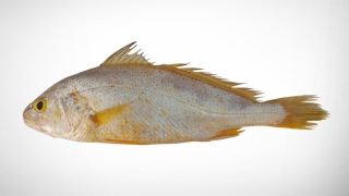 Yellow Croaker Whole Exporter Fish International Sourcing House