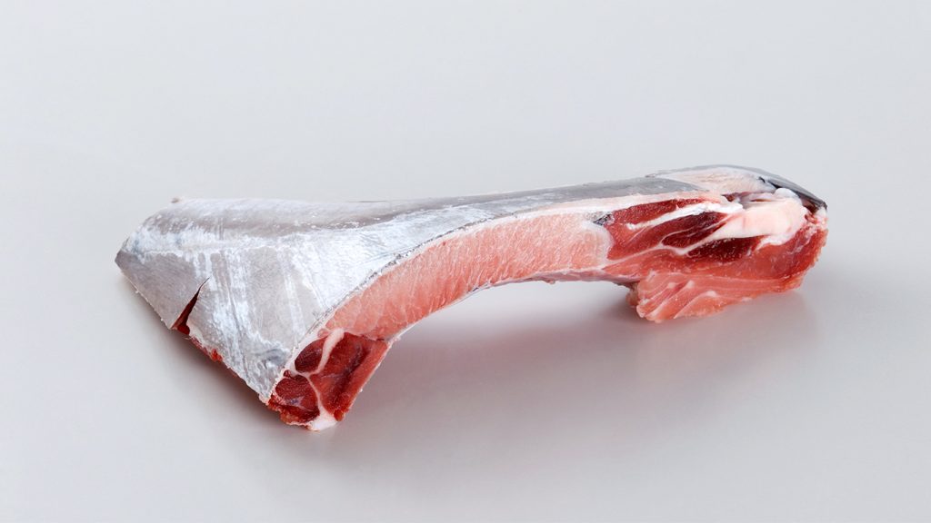 yellowfin tuna collar on white background