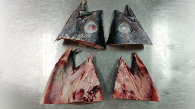 Yellowfin Tuna Head Halved
