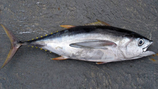 Whole Yellowfin Tuna laid on ground