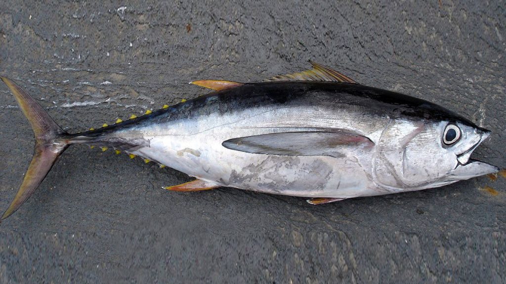 yellowfin tuna whole round