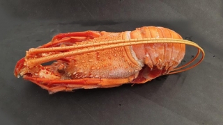 Whole Rock Lobster Cooked