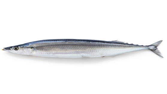 Pacific Saury with white background