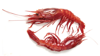 Scarlet prawn on white background