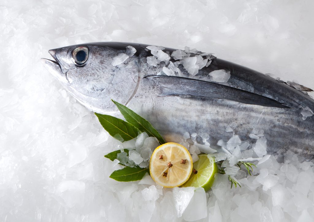 albacore whole round on ice with lemon