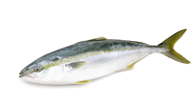 Yellowtail Japanese Amberjack with white background
