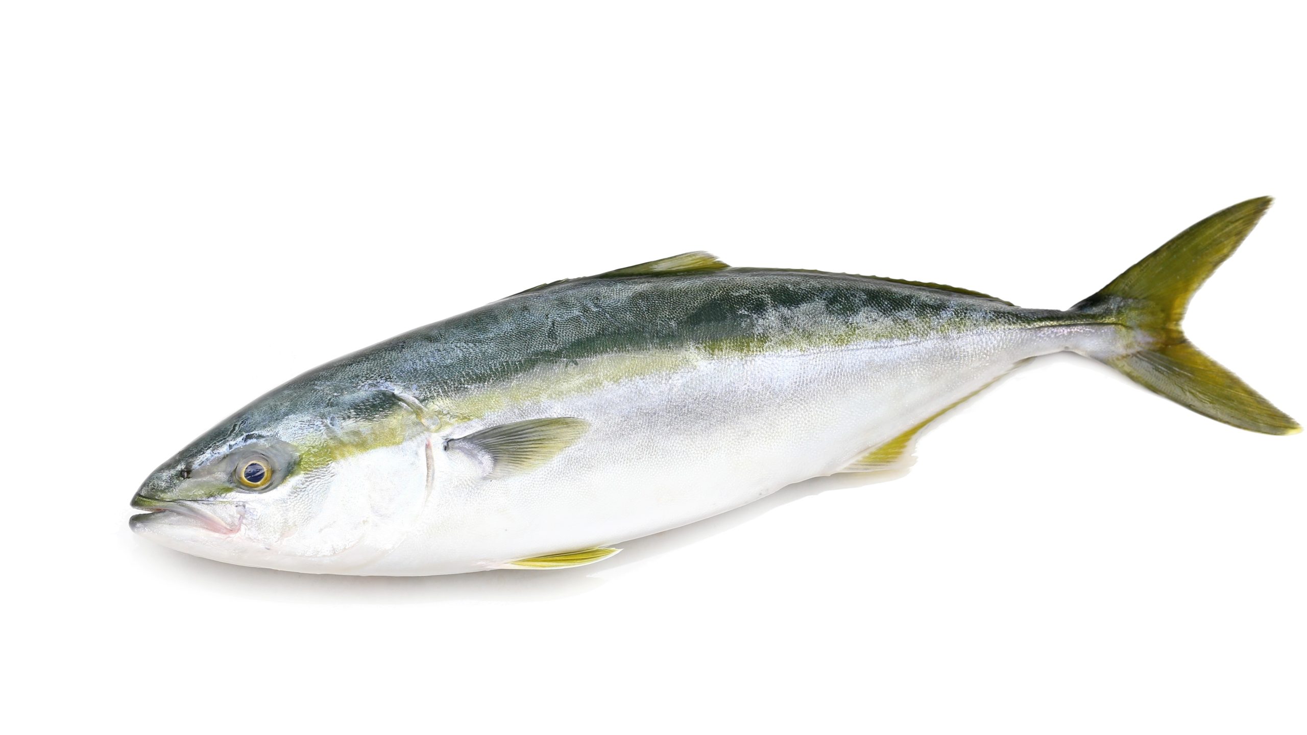Yellowtail Japanese Amberjack with white background