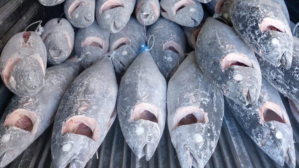 yellowfin tuna gills and guts removed