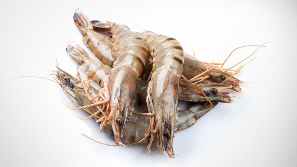 black tiger shrimps on white background
