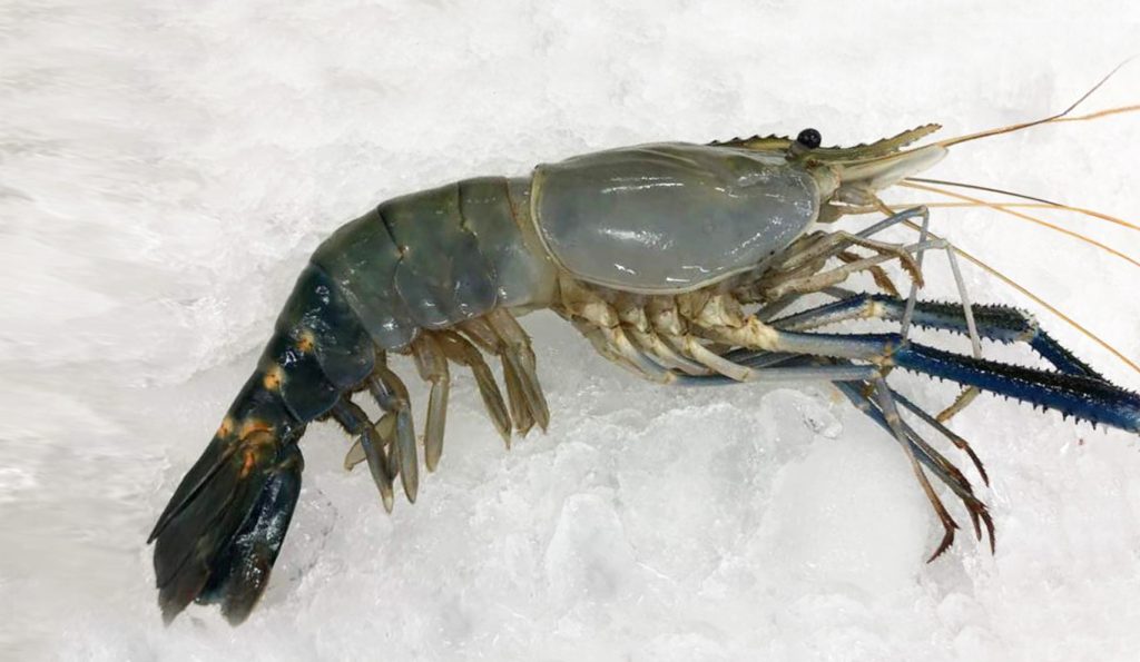 freshwater scampi on ice