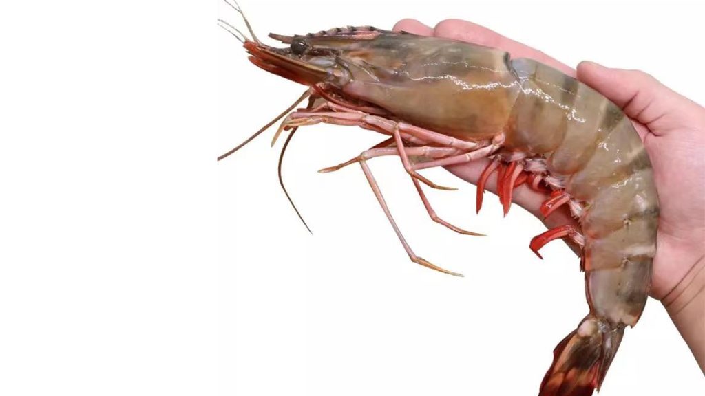 hand holding wild-caught sea tiger shrimp