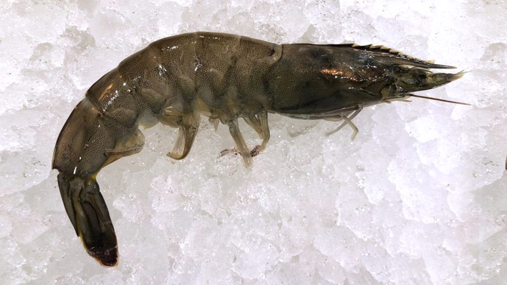 vannamei shrimp on ice