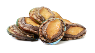 Raw abalone half shell with white background