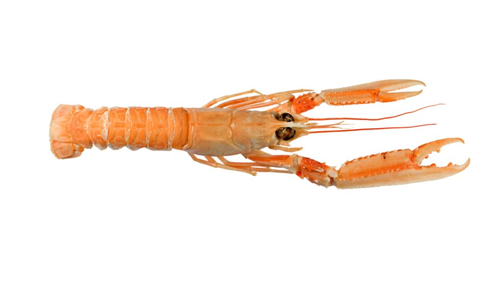 Langoustine on white background