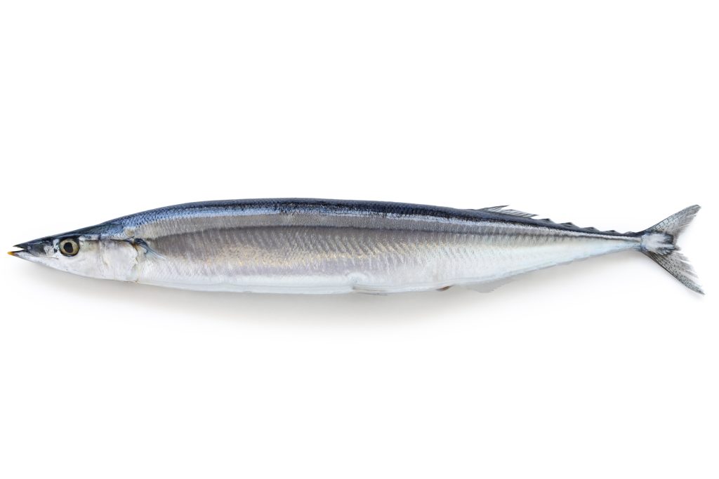 pacific saury whole round on white background